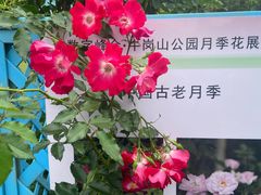-牛岗山公园