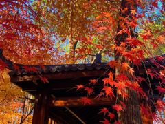 -凤凰沟景区