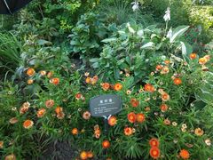 -国家植物园南园