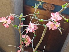 -顺峰(农展馆店)