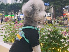 -蛙一刀·麻椒鱼火锅(金仙桥店)
