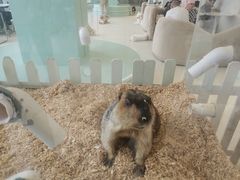 -怪兽屋·羊驼·猫咖·狗咖(俊华广场店)