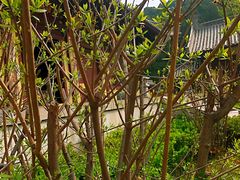 -四门塔风景区