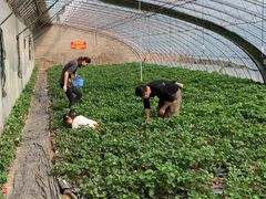 -大自然农场蔬菜草莓采摘园