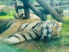 -西霞口神雕山野生动物世界