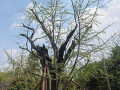 -上海佘山国家森林公园天马山园