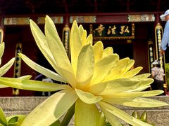 -深圳仙湖植物园