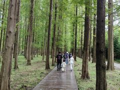 -黄海国家森林公园