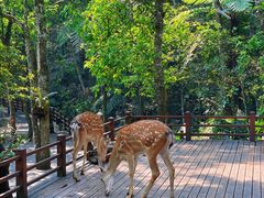 -普洱太阳河森林公园