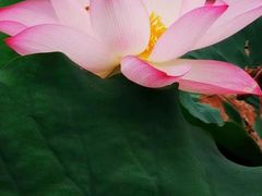 -桤木河湿地公园