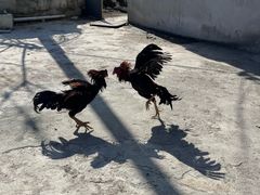 -卡拉农庄 正宗斗鸡肉