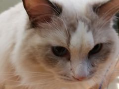 -momokira米努特·德文卷毛猫·棉花面纱犬