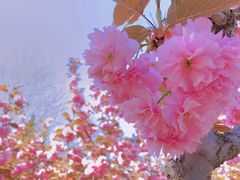 -大连植物园
