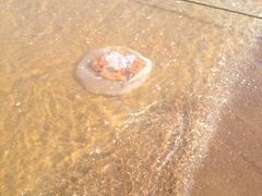 海蜇出没…请注意-渔岛海洋度假区