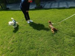 -上海崇明金茂凯悦酒店