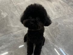 -BABYDOG宝贝狗宠物乐园(欧洲城店)