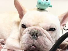 -艾贝尔宠物医院 ·内科全科(梁溪路店)