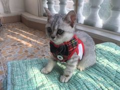 -圣宠宠物(平吉花卉市场店)