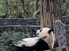-都江堰中华大熊猫苑