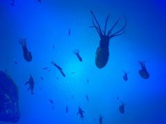-海合安成都极地海洋公园