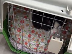 -爱佳宠物中心医院24H·CT·骨外科·猫专科(瑶海万达店)