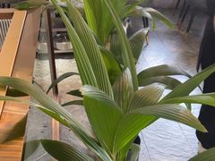 -探窝·竹笙椰子鸡(杨箕店)