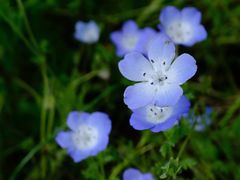 -春花秋色城市公园