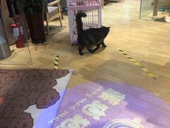 -藏猫猫咖啡主题馆(中央大道店)