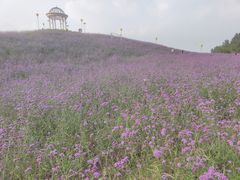 -密云玫瑰情园