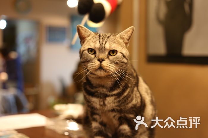 猫宁哈尼morning honey猫咪咖啡图片 - 第854张