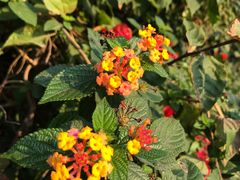 -福建土楼（华安）旅游区•大地土楼群