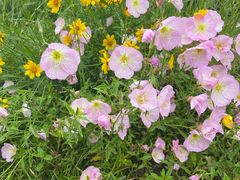 -昆山城市生态森林公园