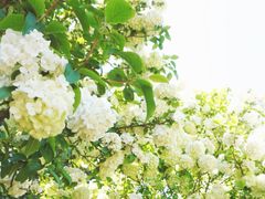 -上海滨江森林公园