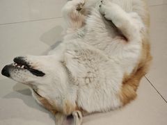 -平行世界·猫咖(首经贸店)