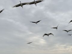 -盐城丹顶鹤湿地生态旅游区