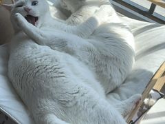 -泰迦 泰式古法抓胧筋水疗SPA