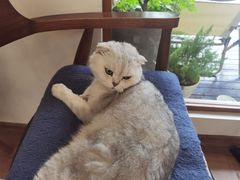 -有猫主题·治愈系猫咖(曾厝垵店)