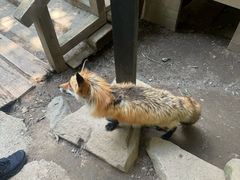 -宫城藏王狐狸村