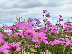 -花开海上生态园