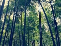-西湖风景区十里琅珰-五云山