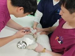 -北京观赏动物医院·24小时大型综合·猫专科·异宠专科