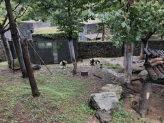 -都江堰中华大熊猫苑