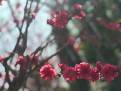 -百万葵园
