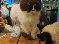 -猫小院猫主题咖啡厅(北锣店)