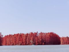 -上海海湾国家森林公园