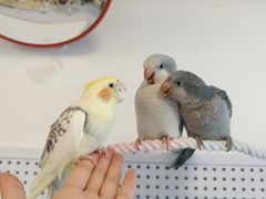 -吉丁鸟咖·异宠·寄养