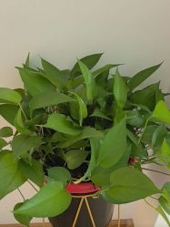 -Dr.林醫生产后修复·配方产康店(南京大厂店)
