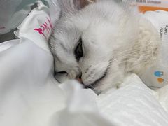 -纳吉亚猫专科动物医院博雅分院