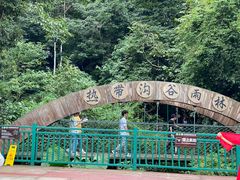 -西双版纳原始森林公园