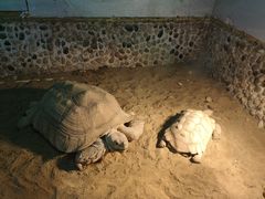 -上海大自然野生昆虫馆(东方明珠·爬宠昆虫探索中心)